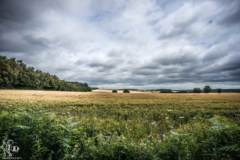 Field amongst the tracks of forest, Nottinghamshire, England. On the Kings Clipstone Robin Hood Path #3.